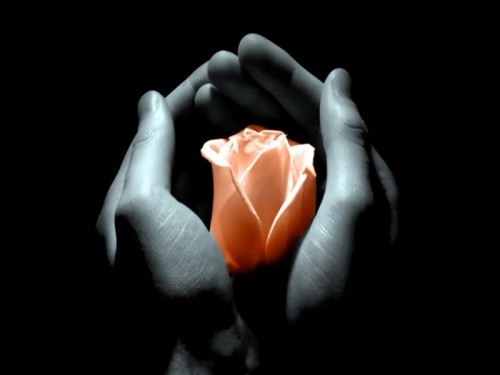 rosa tra le mani