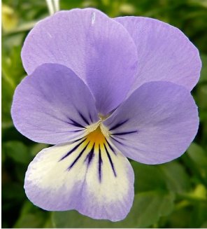 viola del pensiero